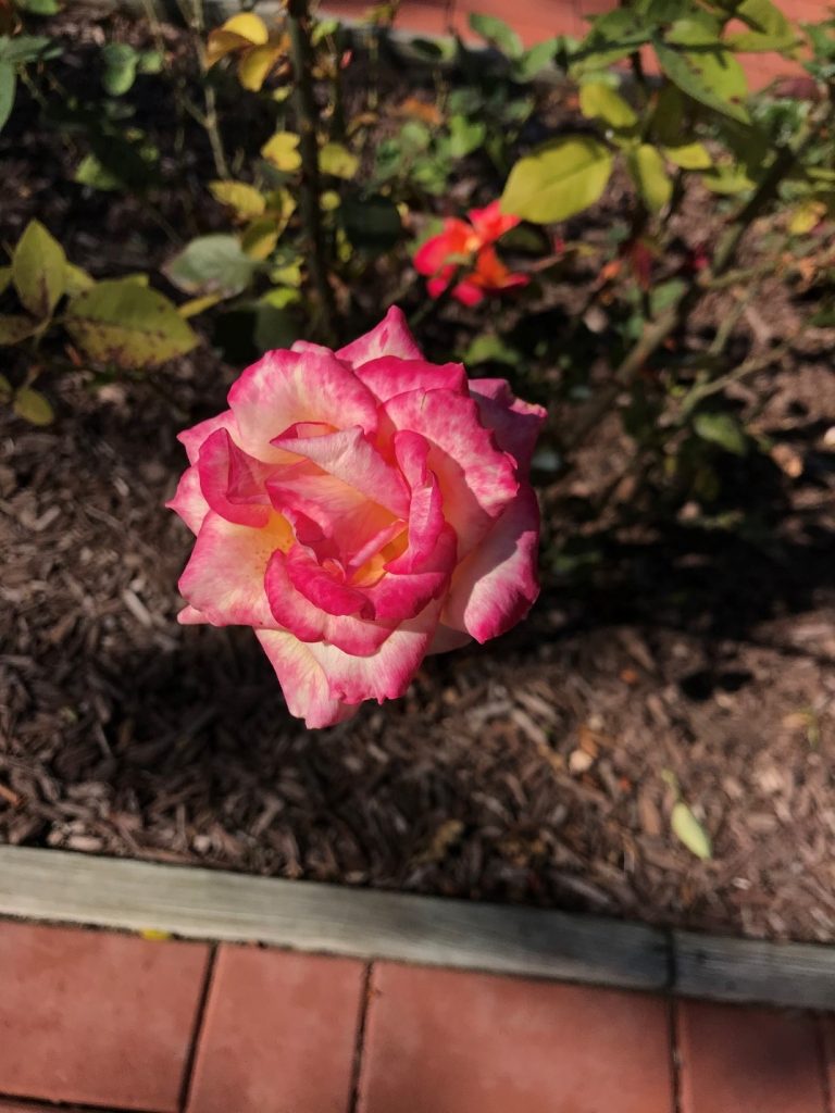 Rose Garden Schedel Arboretum & Gardens.